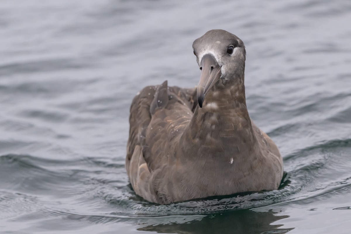 Black-footed Albatross - ML642113206