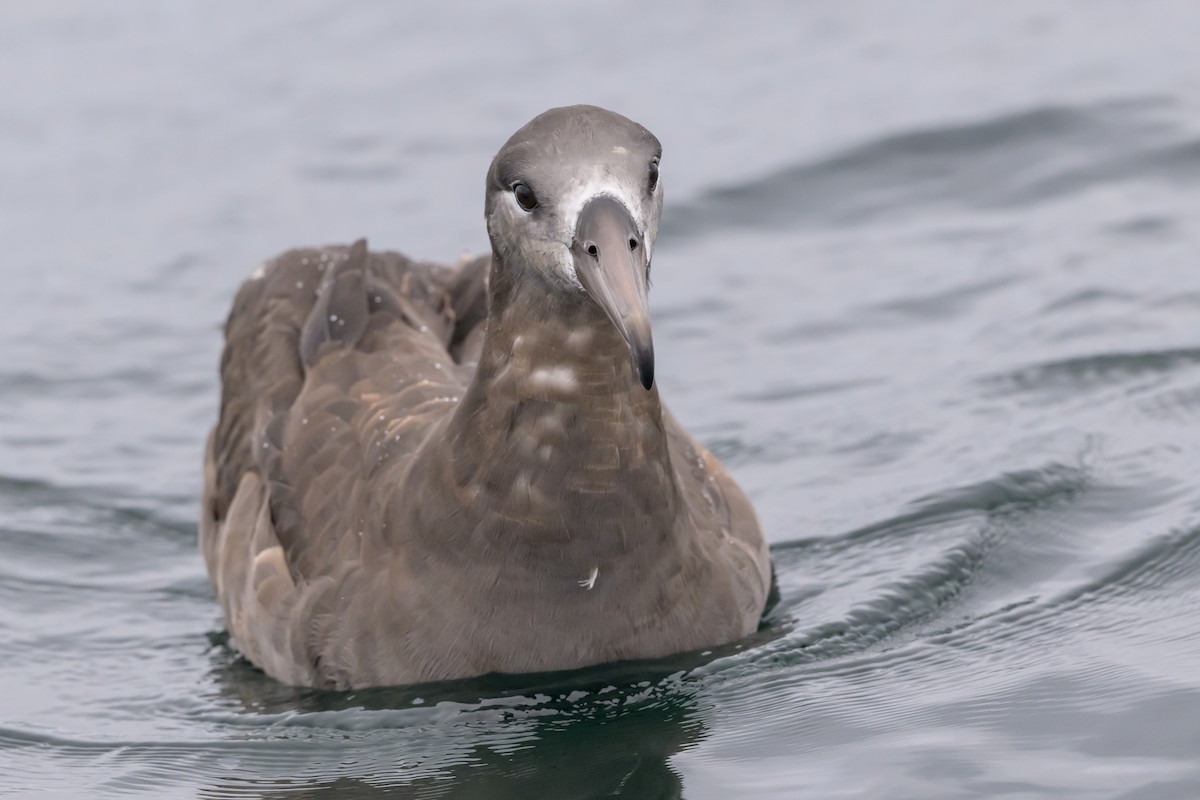 Black-footed Albatross - ML642113208