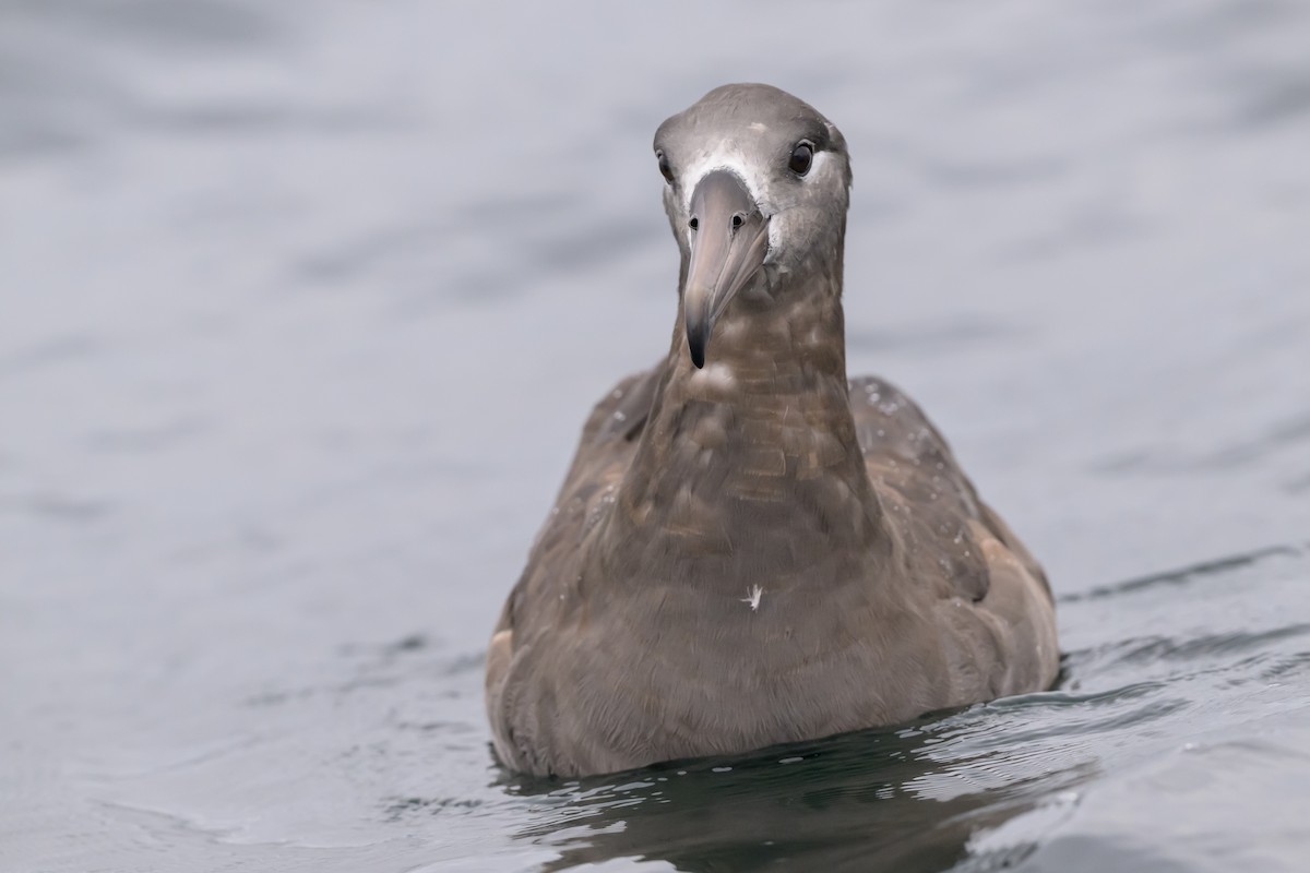 Black-footed Albatross - ML642113212