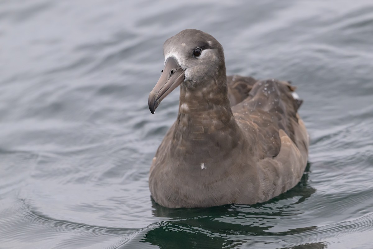 Black-footed Albatross - ML642113213