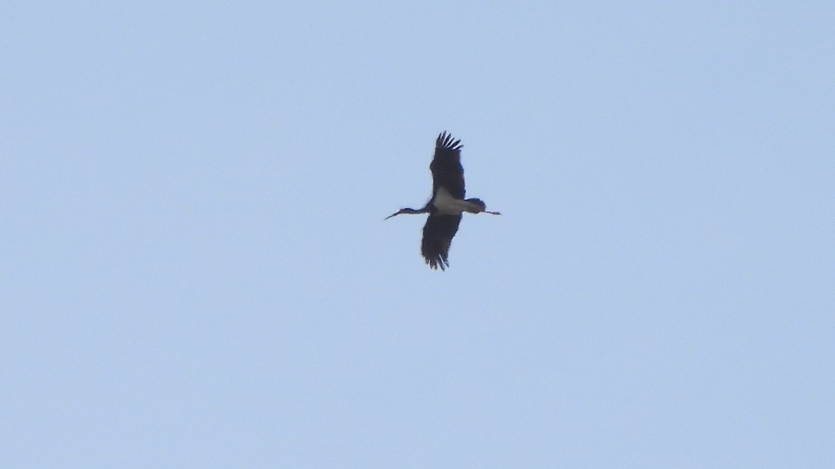 Black Stork - ML642113214