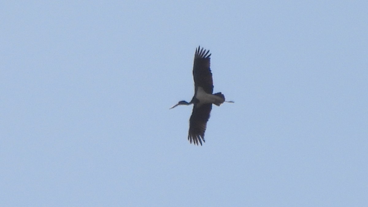 Black Stork - ML642113216