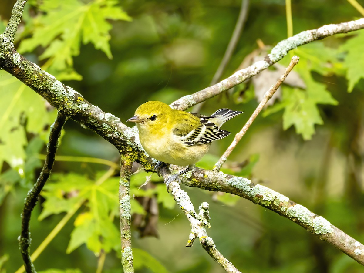 Bay-breasted Warbler - ML642113239