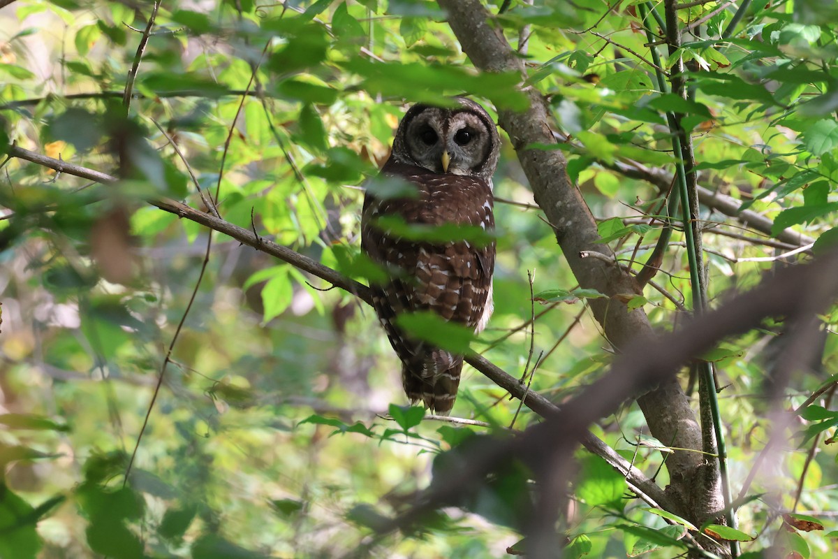 Barred Owl - ML642113279