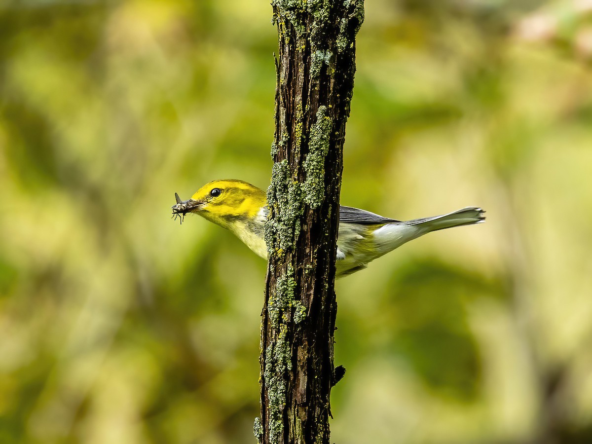 Black-throated Green Warbler - ML642113288