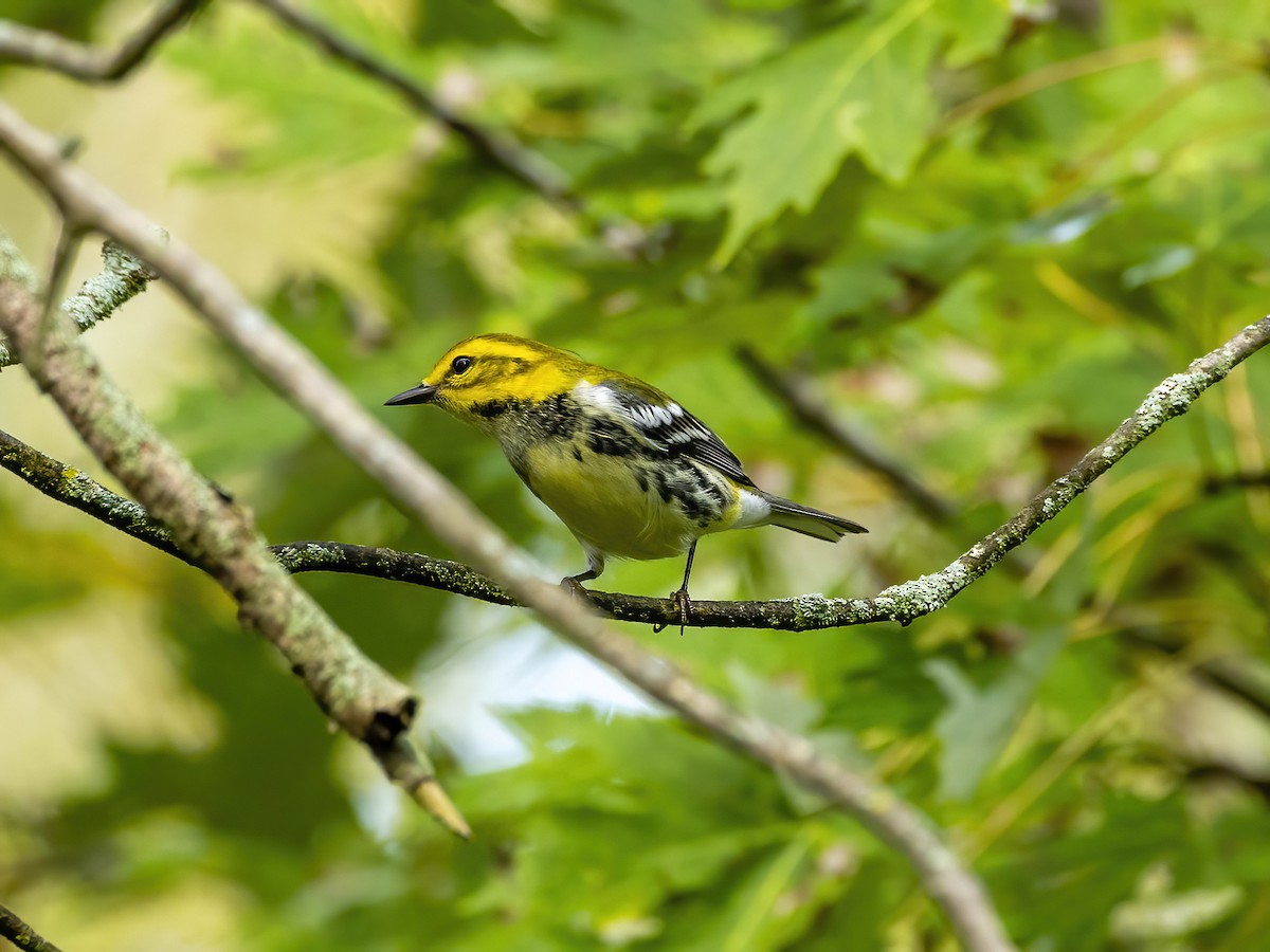 Black-throated Green Warbler - ML642113289