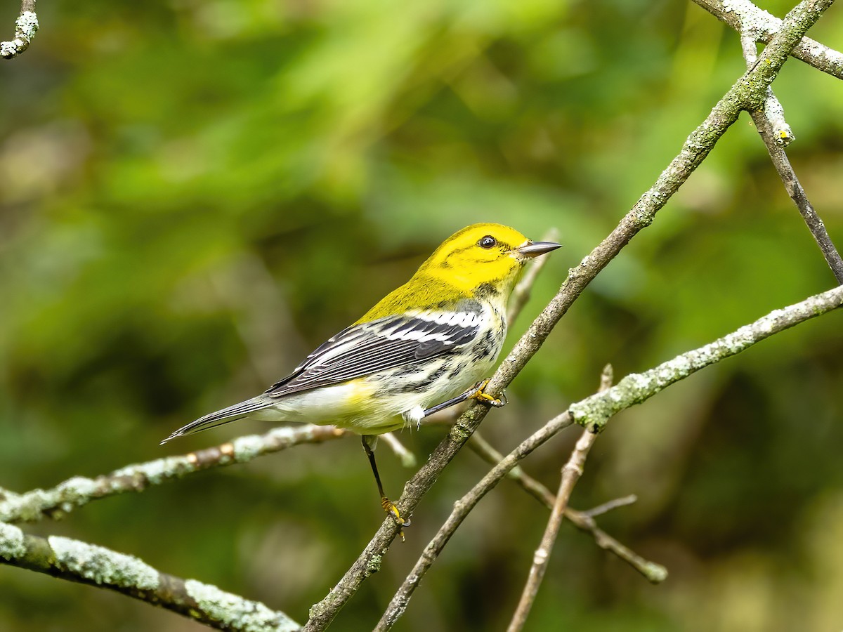 Black-throated Green Warbler - ML642113290