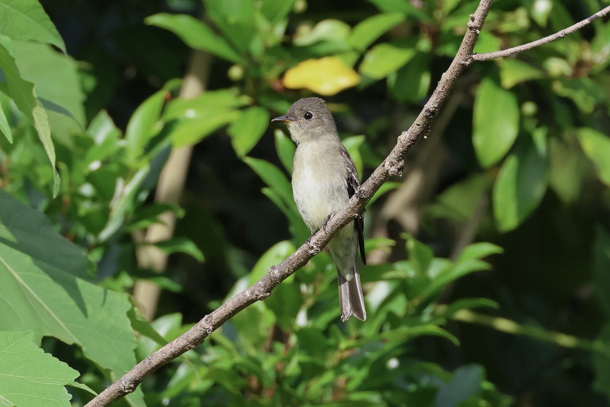 Eastern Wood-Pewee - ML642113291