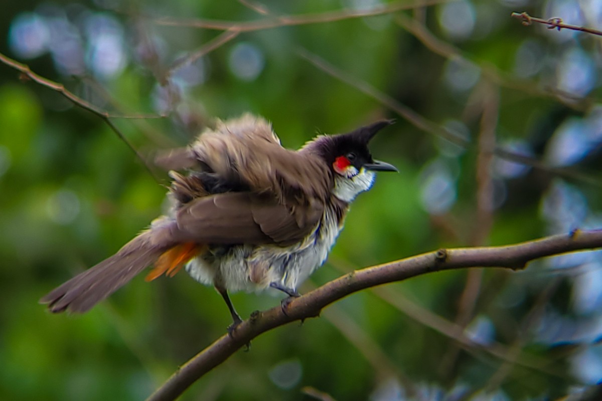 Red-whiskered Bulbul - Vikrant Prabhulkar