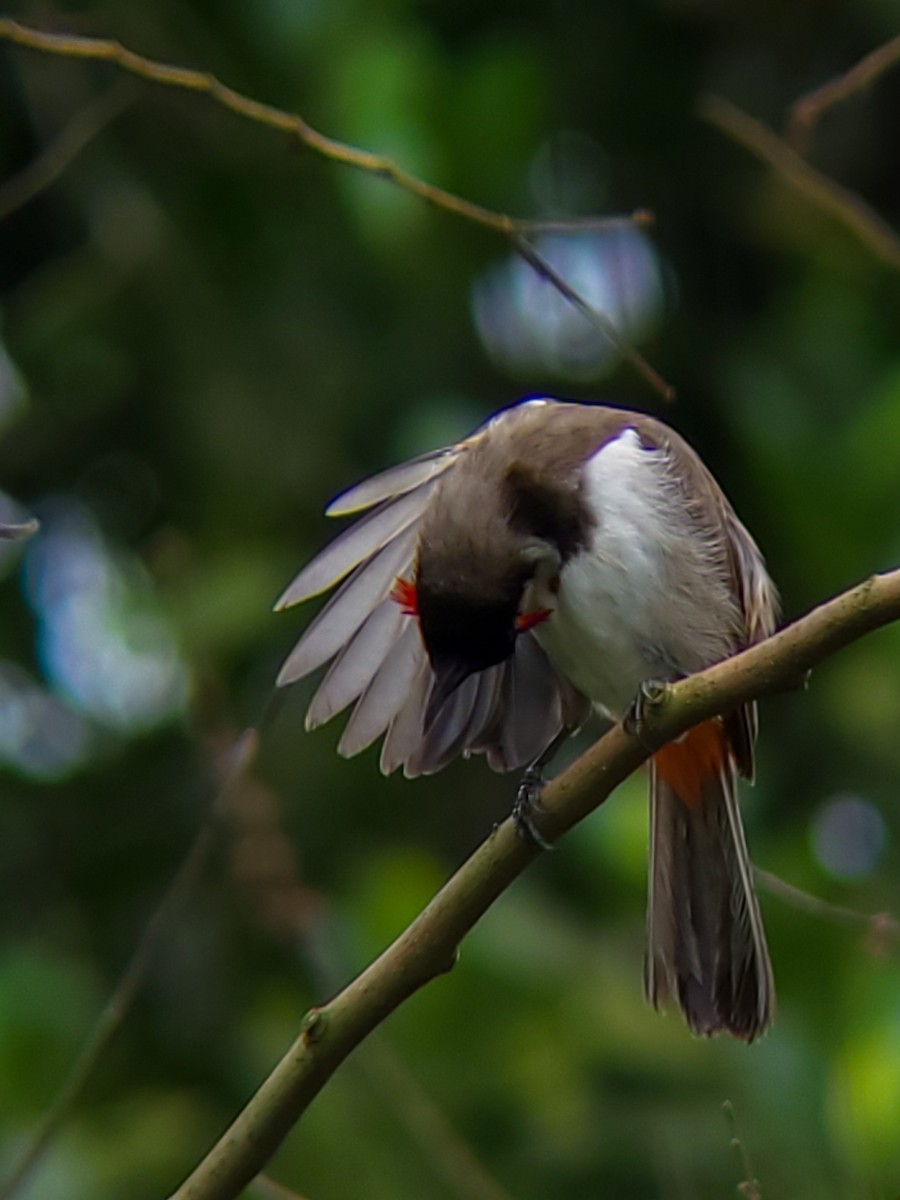 Red-whiskered Bulbul - Vikrant Prabhulkar