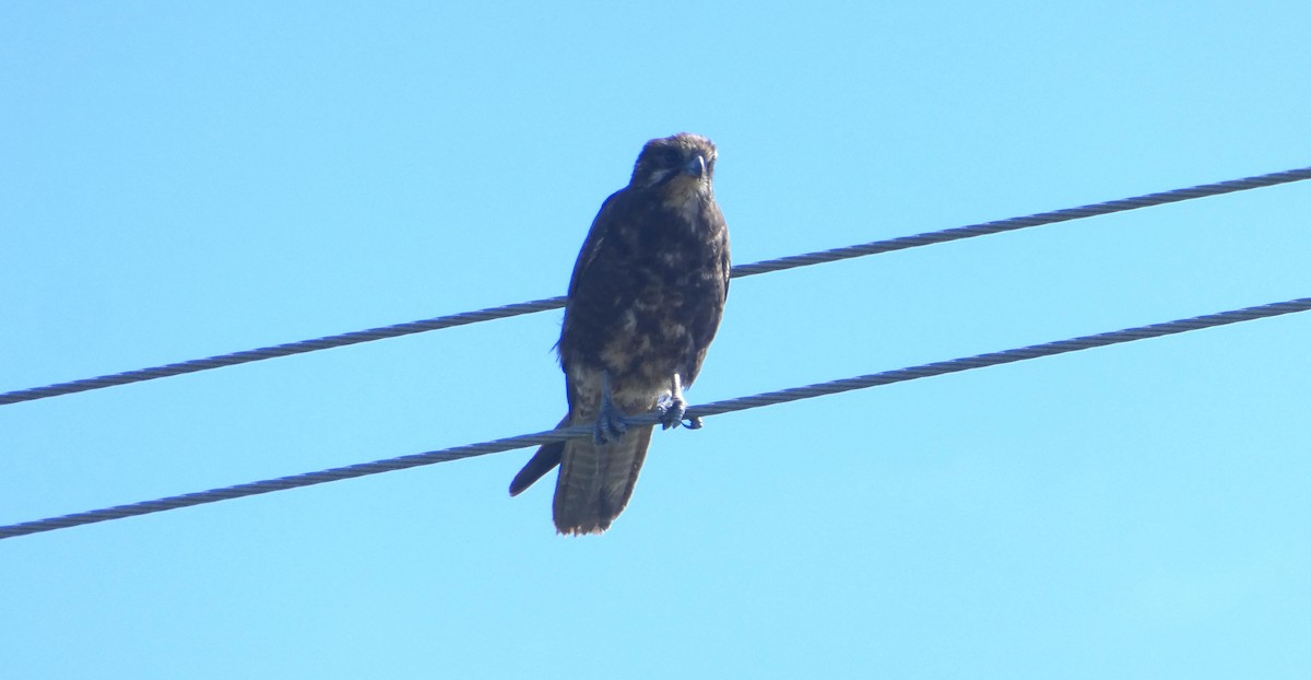 Brown Falcon - ML642113337