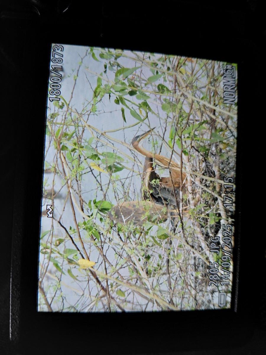 Purple Heron - ML642113346