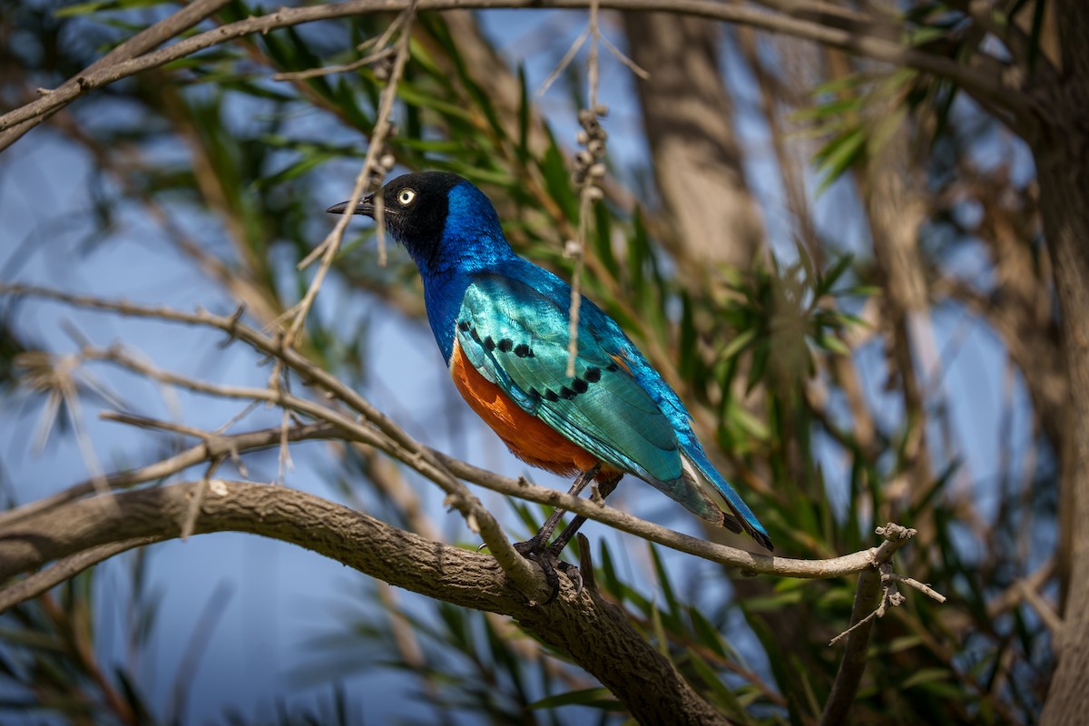 Superb Starling - ML642113358