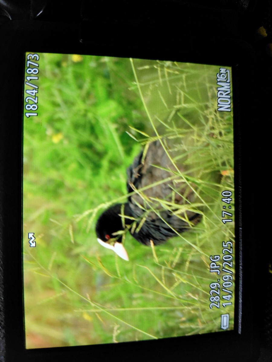 Eurasian Coot - ML642113371