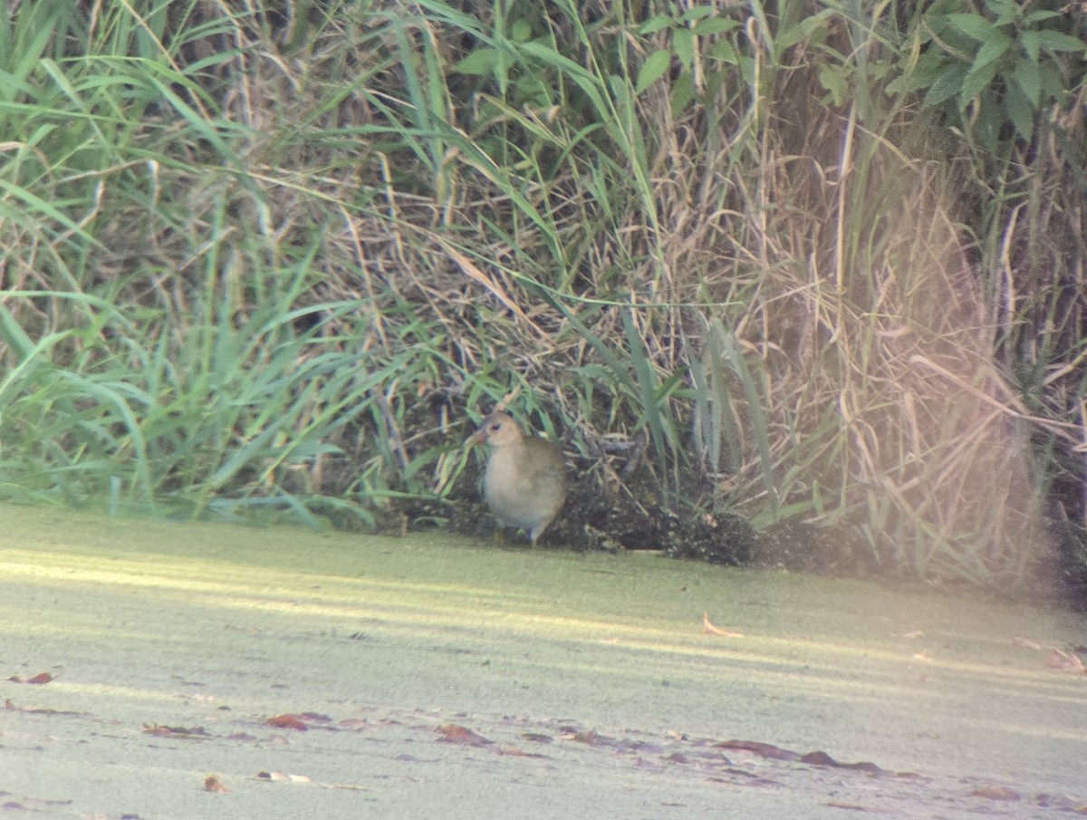 slípka žlutonohá - ML642113374