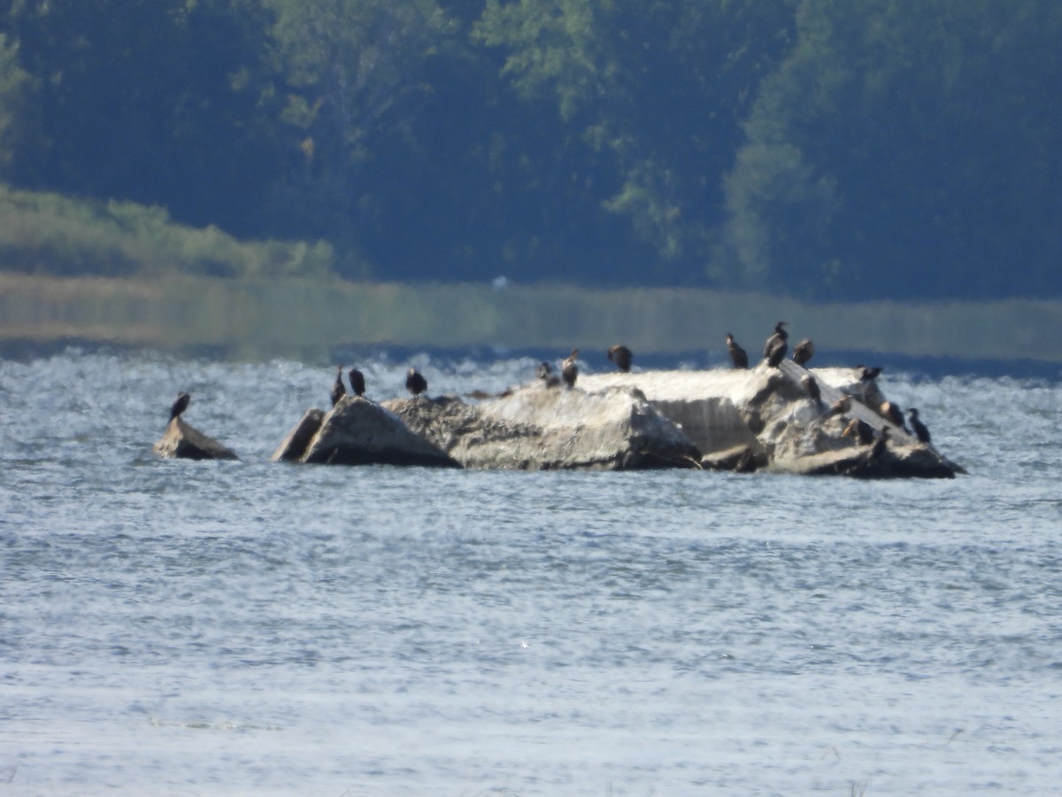 Double-crested Cormorant - ML642113376