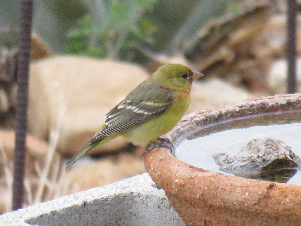 Western Tanager - ML642113380