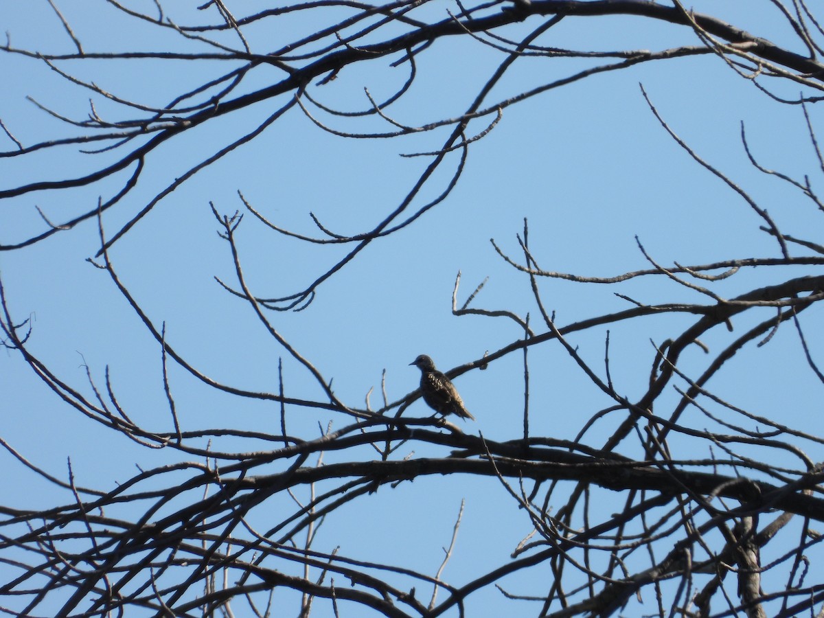European Starling - ML642113391
