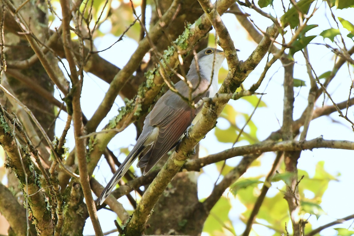 Yellow-billed Cuckoo - ML642113407