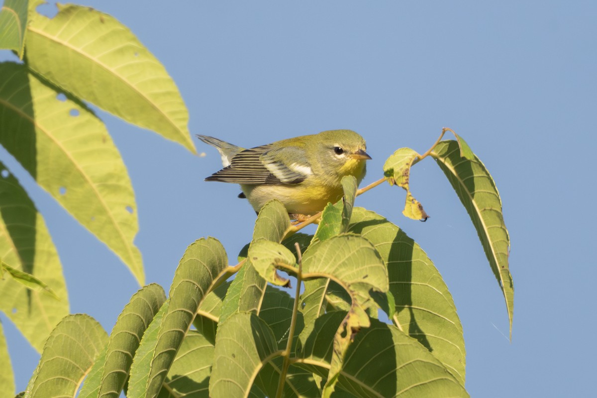 Northern Parula - ML642113434