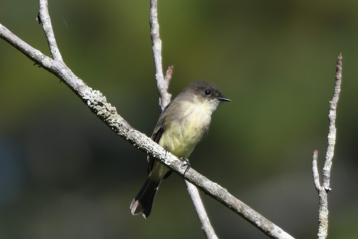Eastern Phoebe - ML642113446