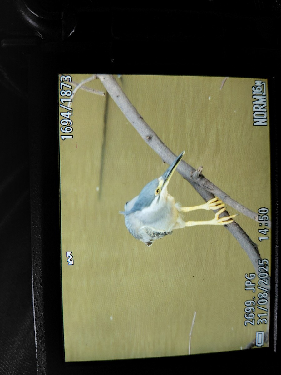 Little Heron - ML642113447