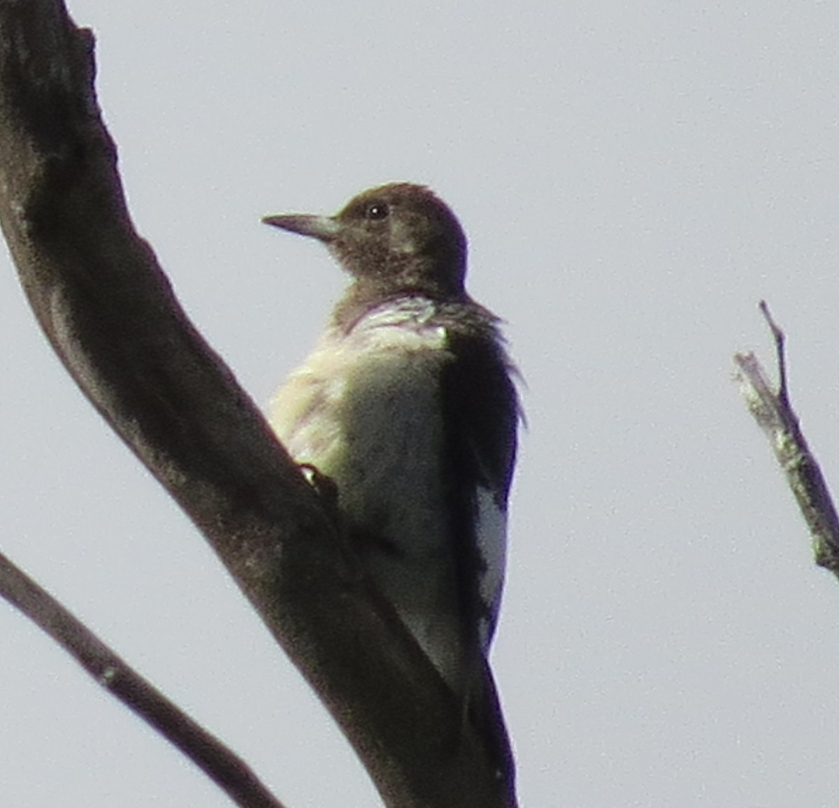 Red-headed Woodpecker - ML642113466