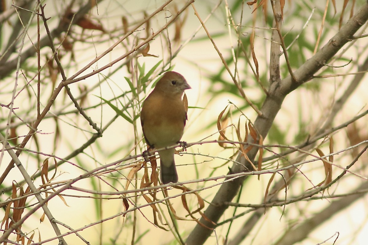 Lazuli Bunting - ML642113491