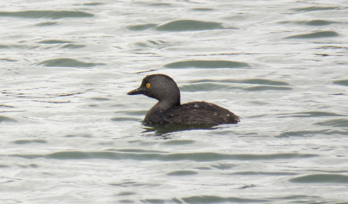 Least Grebe - ML642113494