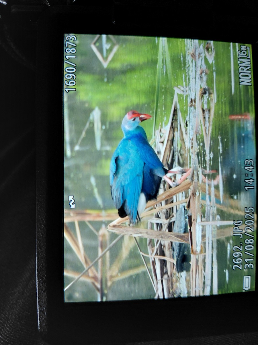 Gray-headed Swamphen - ML642113495