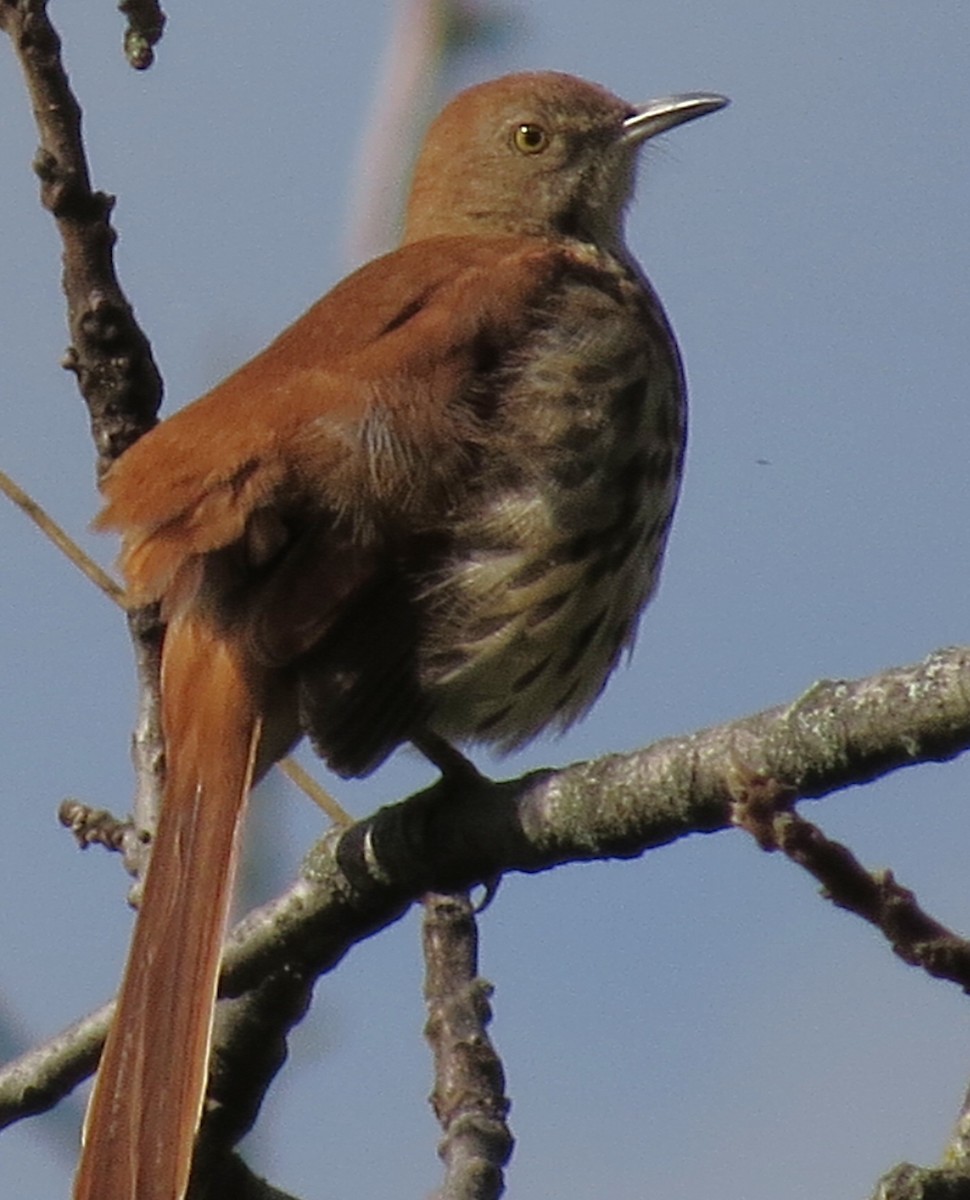 Brown Thrasher - ML642113514
