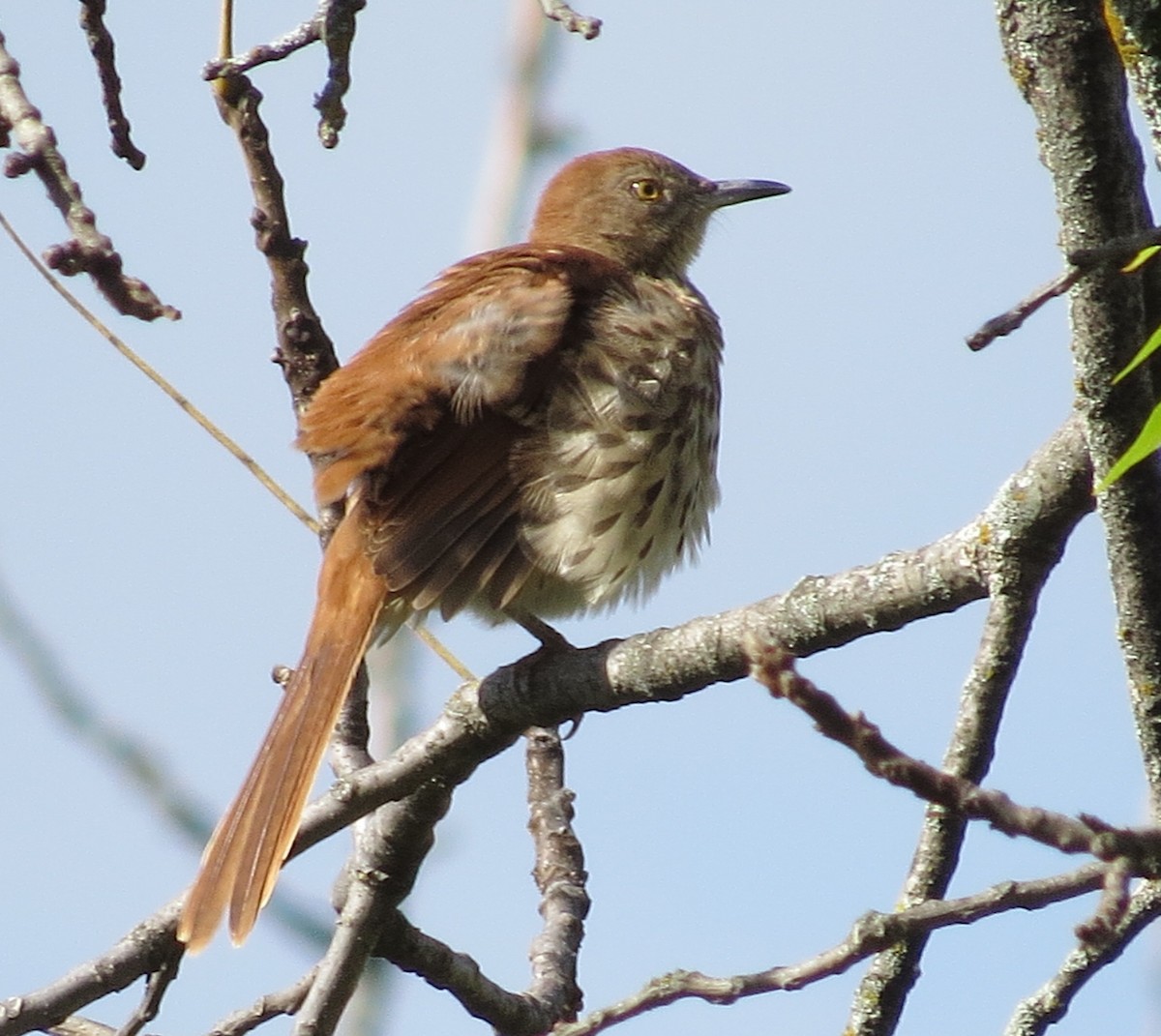 Brown Thrasher - ML642113515