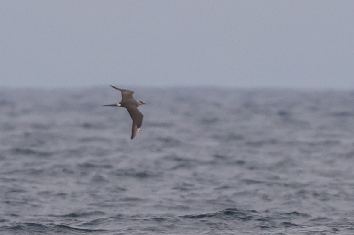 Parasitic Jaeger - ML642113516