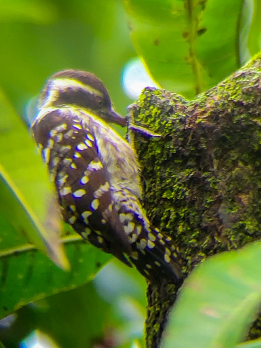 Brown-capped Pygmy Woodpecker - ML642113520