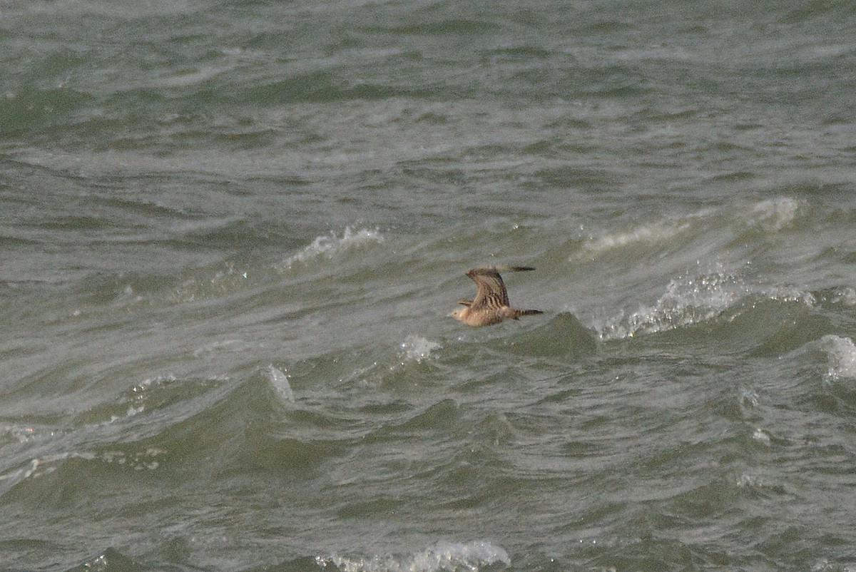 Parasitic Jaeger - ML642113535