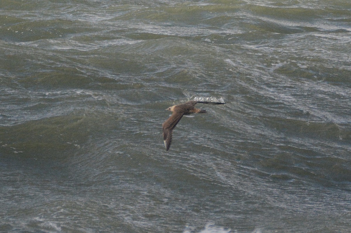 Parasitic Jaeger - ML642113536