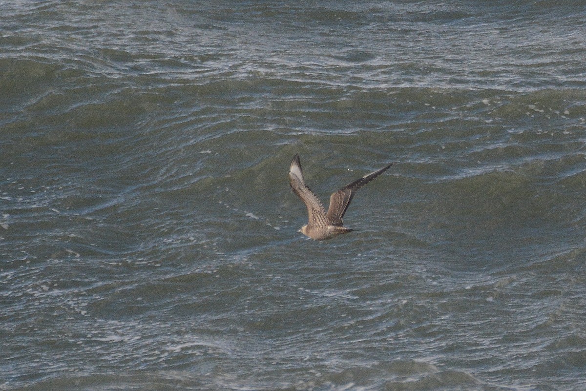 Parasitic Jaeger - ML642113537