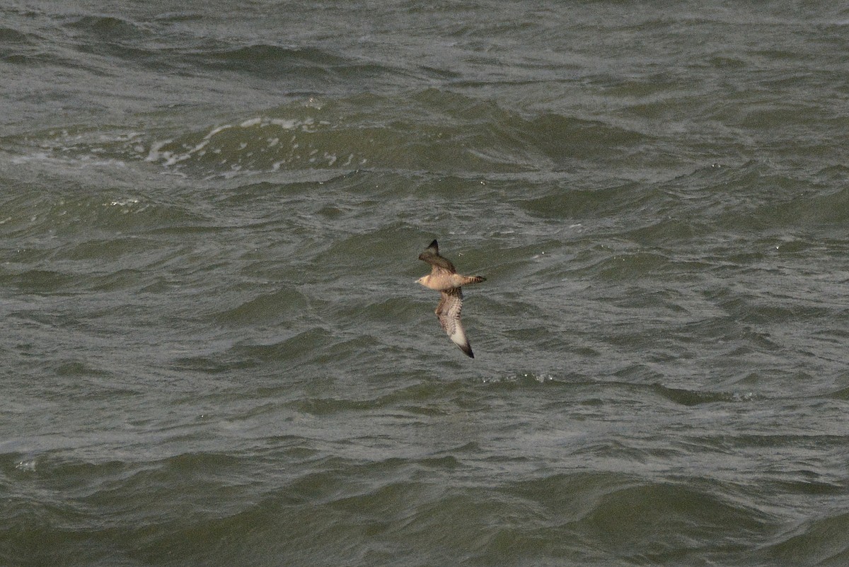 Parasitic Jaeger - ML642113538