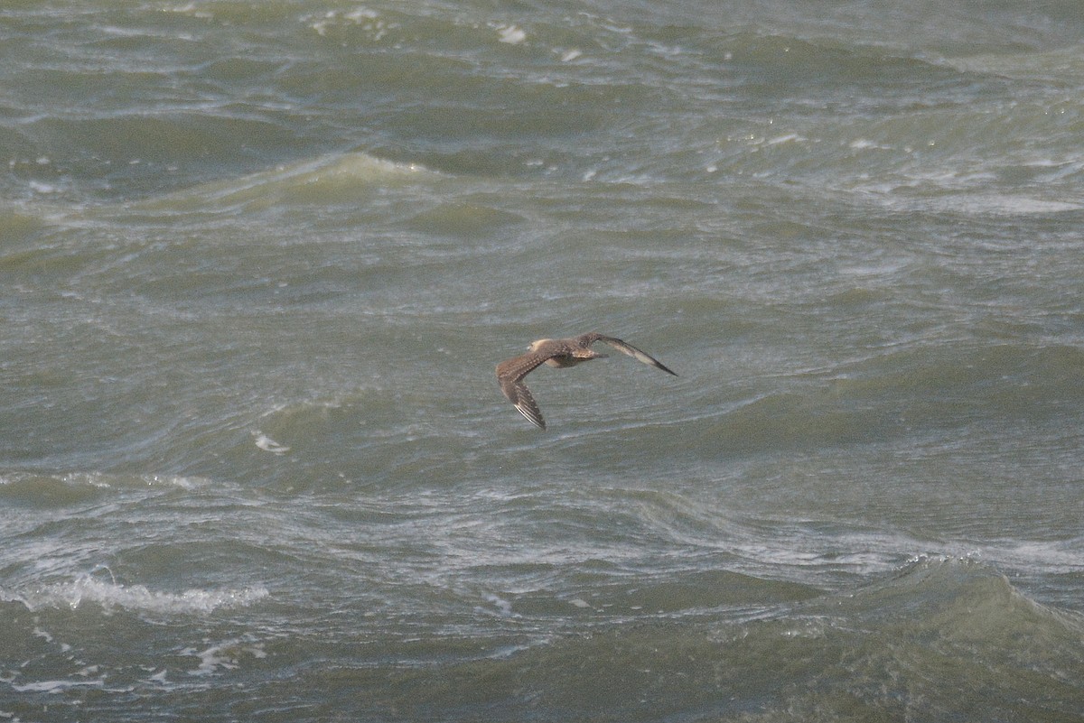 Parasitic Jaeger - ML642113539