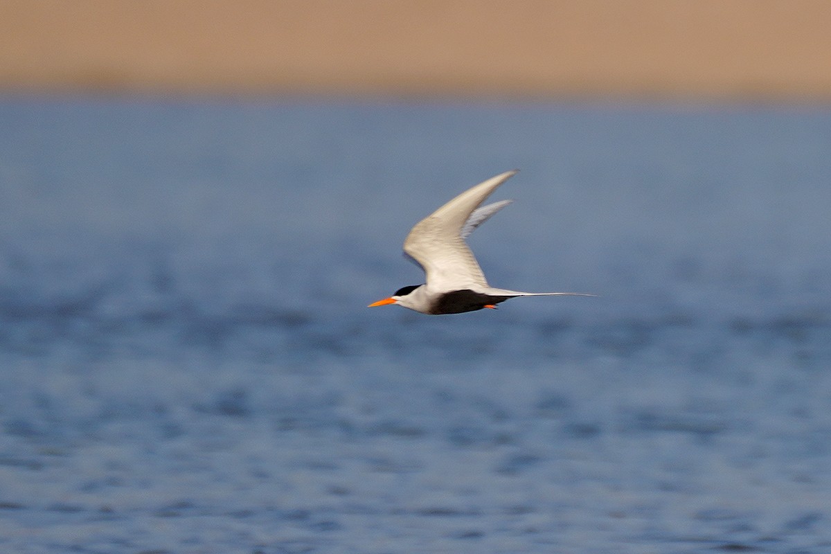 Black-bellied Tern - ML642113545