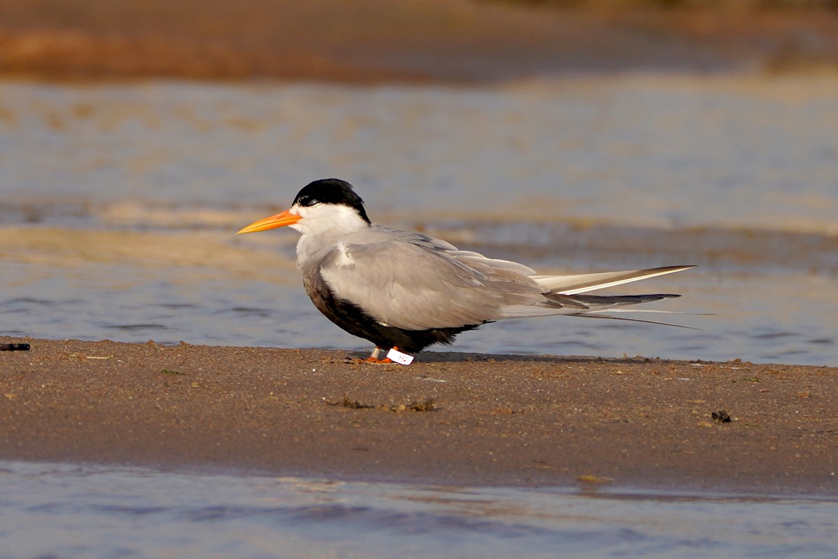 Black-bellied Tern - ML642113560