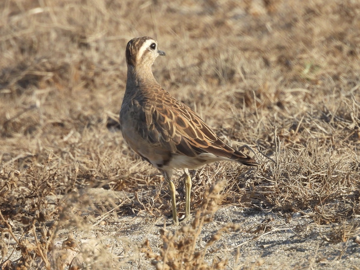 Eurasian Dotterel - ML642113562