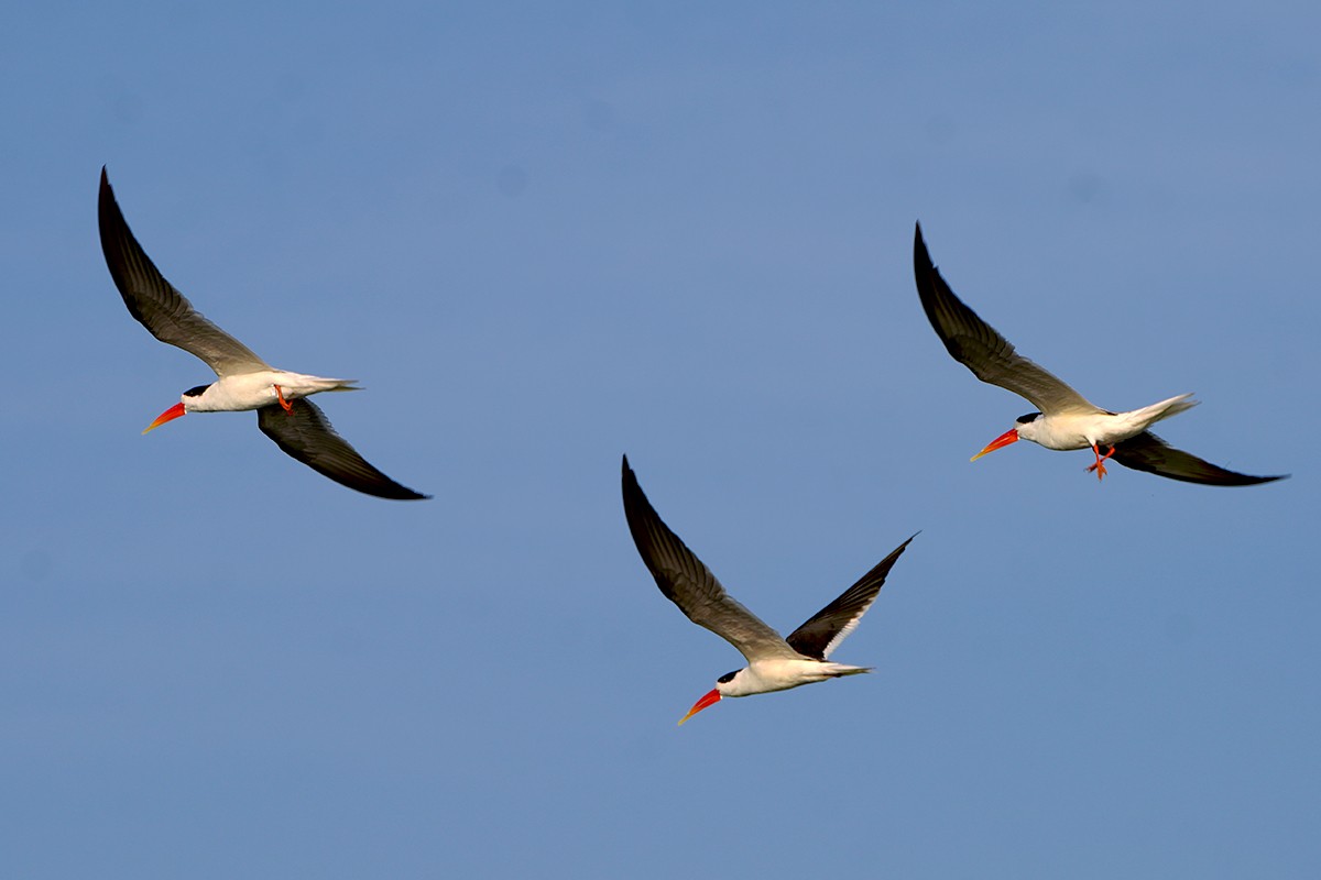 Indian Skimmer - ML642113563