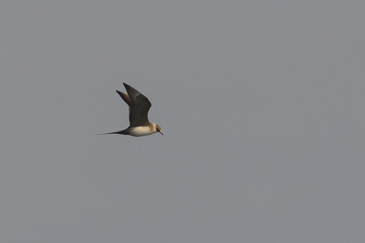 Parasitic Jaeger - ML642113586