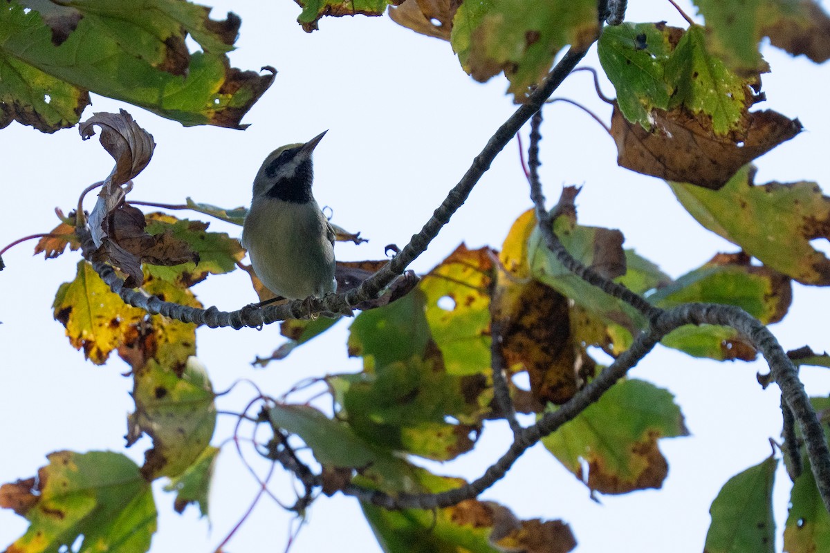 gullvingeparula - ML642113589