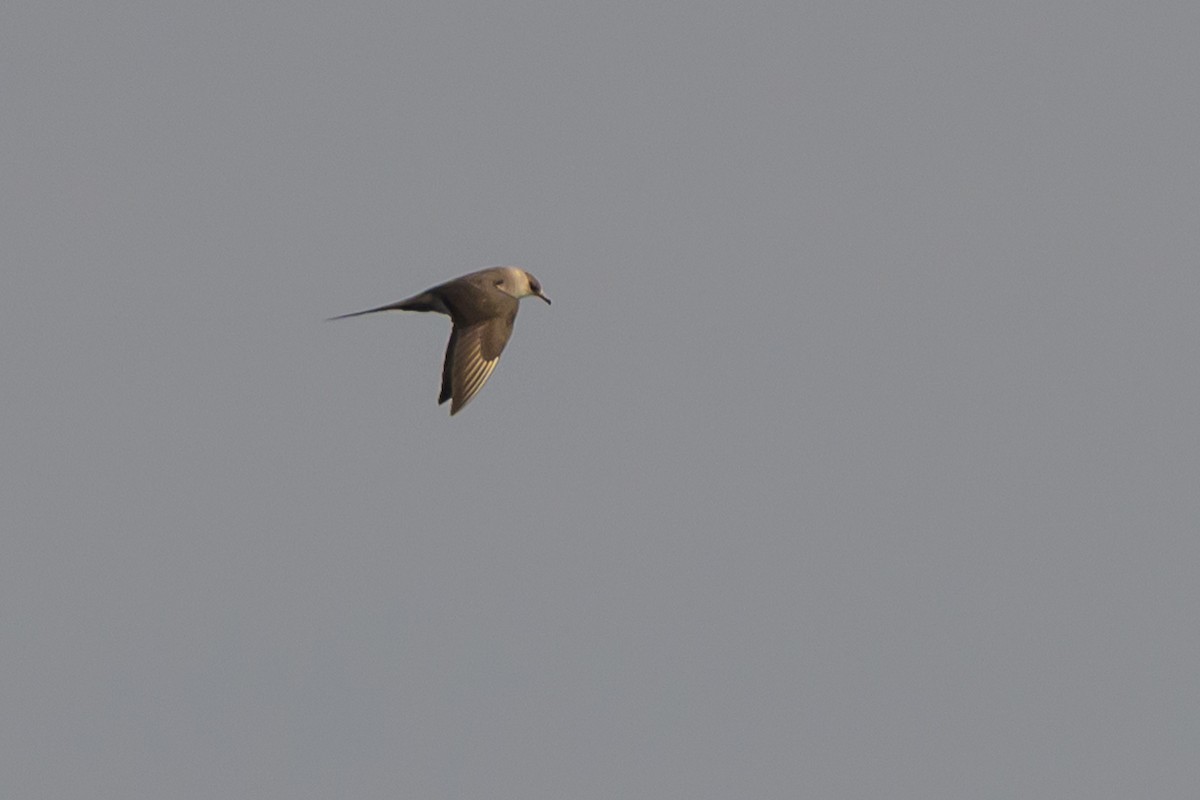 Parasitic Jaeger - ML642113590