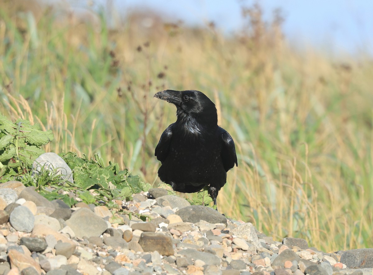 Common Raven - ML642113591