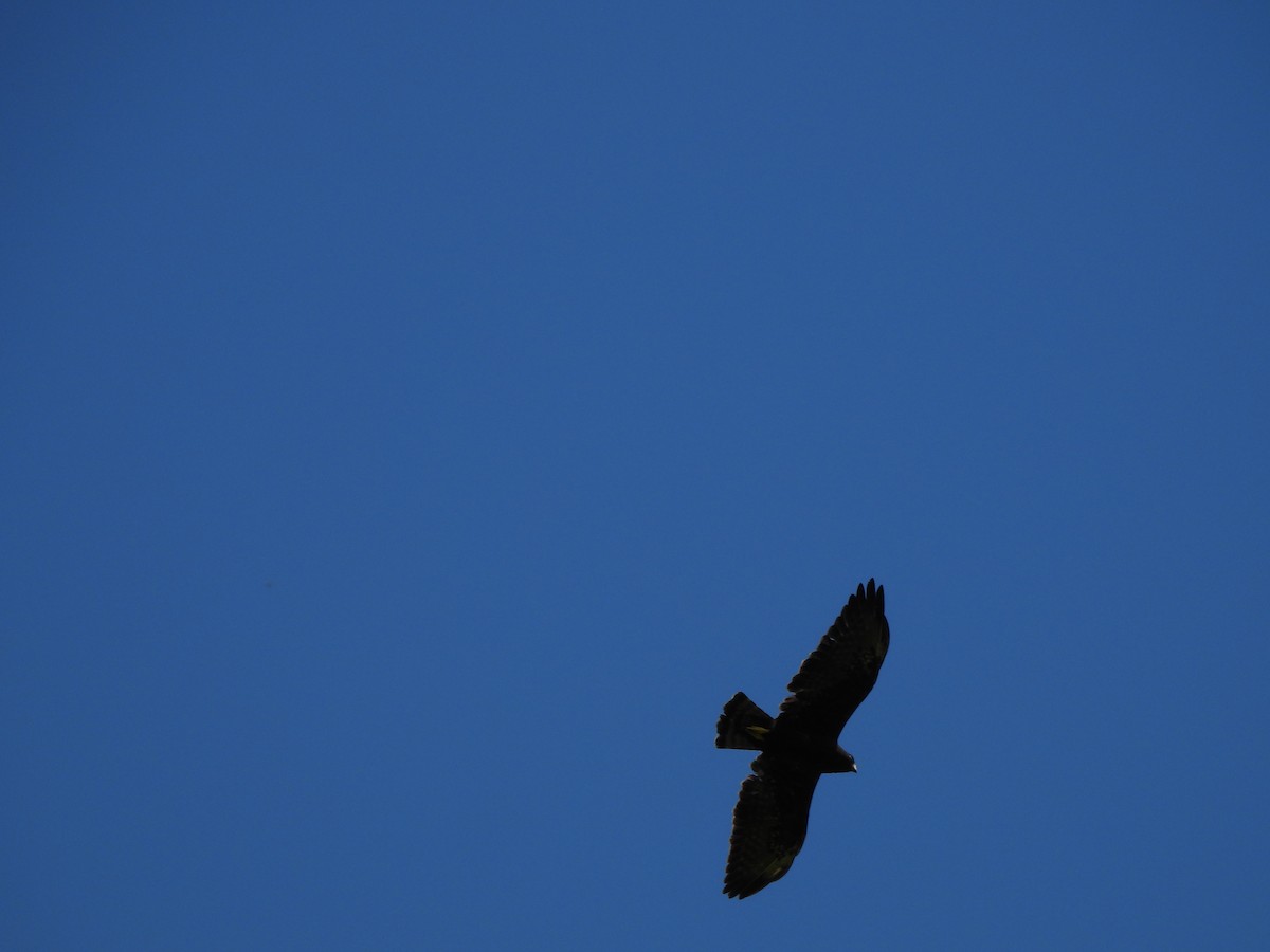 Águila Negra - ML642113612