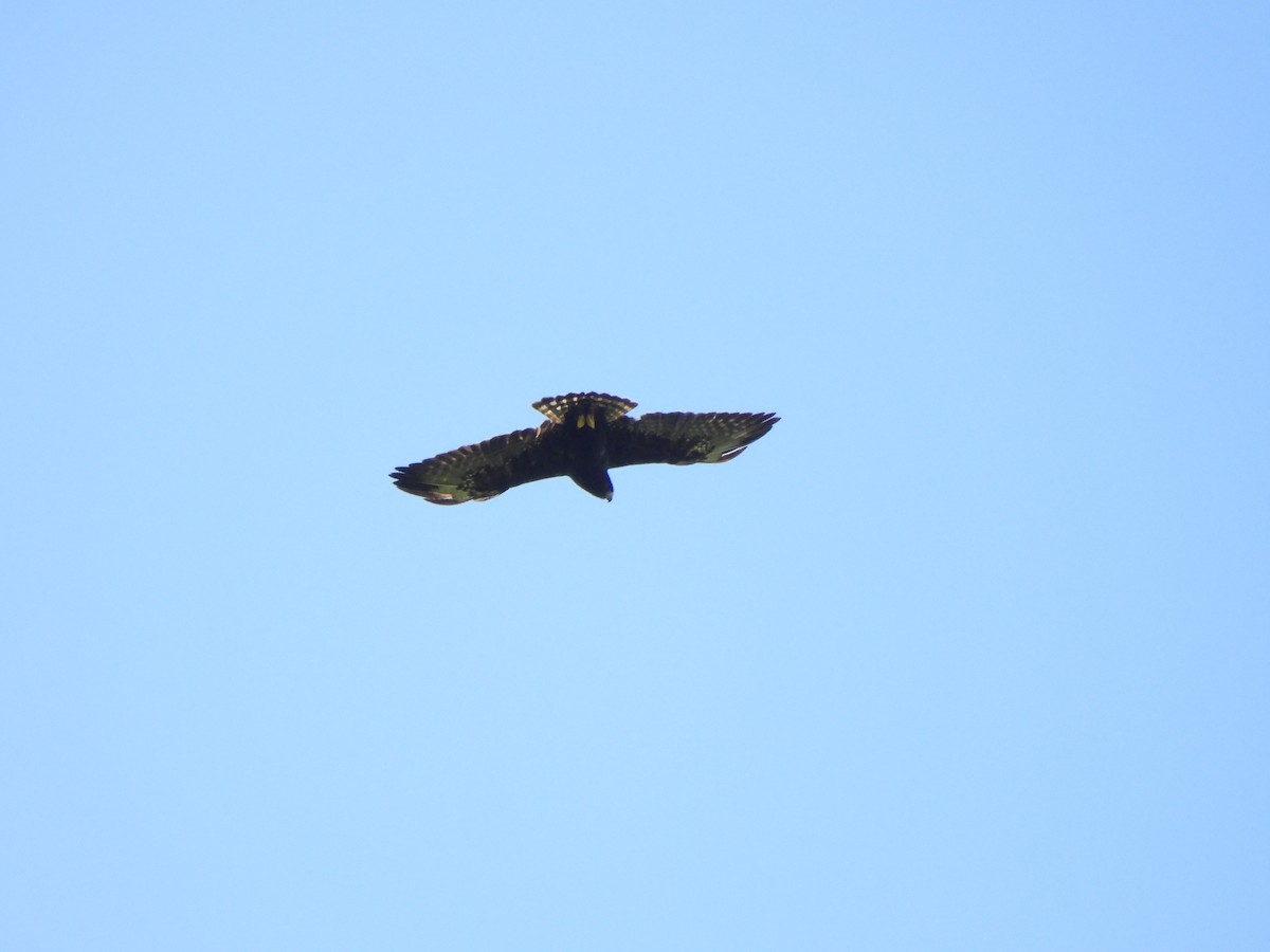 Águila Negra - ML642113613
