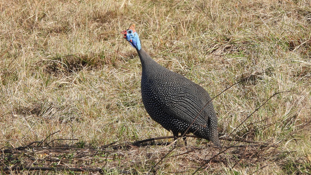 Helmeted Guineafowl - ML642113640
